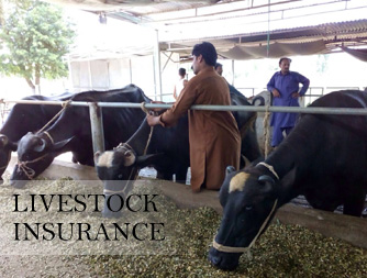 Livestock Insurance | The United Insurance Company of Pakistan Ltd.